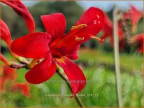 Crocosmia 'Firestars Diablo'