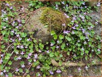 Cymbalaria muralis