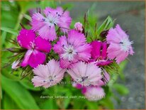 Dianthus barbatus &#39;Dash Magician&#39;