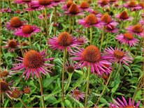 Echinacea purpurea 'Pica Bella'