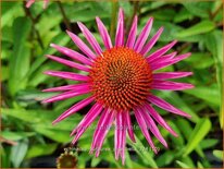 Echinacea purpurea 'Pica Bella'