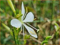 Gaura lindheimeri &#39;Cool Breeze&#39;