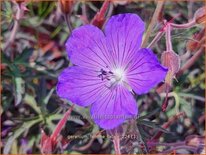 Geranium 'Femme Fatale'