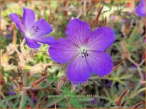 Geranium 'Femme Fatale'