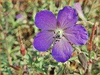 Geranium 'Femme Fatale'