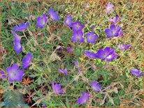 Geranium 'Femme Fatale'