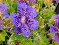 Geranium ibericum subsp. jubatum