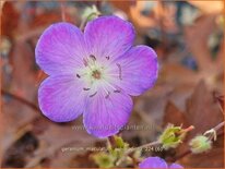 Geranium maculatum 'Schokoprinz'