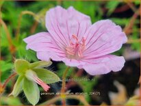 Geranium sanguineum striatum