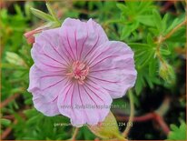 Geranium sanguineum striatum