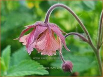 Geum &#39;Pink Fluffy&#39;