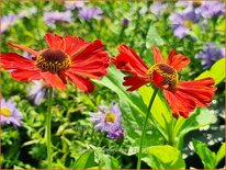 Helenium 'Kupferziegel'