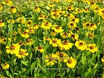 Helenium &#39;Septembergold&#39;