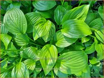 Hosta &#39;Royal Standard&#39;