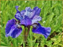 Iris sibirica &#39;Côte d&#39;Azur&#39;