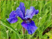 Iris sibirica &#39;Côte d&#39;Azur&#39;