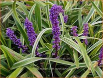 Liriope muscari 'John Burch'