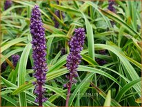 Liriope muscari 'John Burch'