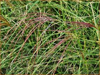 Miscanthus sinensis &#39;Little Zebra&#39; (pot 11 cm)