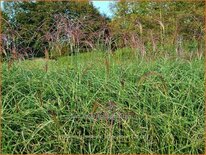 Miscanthus sinensis &#39;Little Zebra&#39; (pot 11 cm)