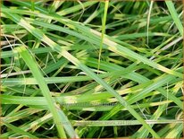 Miscanthus sinensis &#39;Little Zebra&#39; (pot 11 cm)