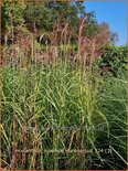 Miscanthus sinensis &#39;Malepartus&#39; (pot 11 cm)