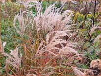 Miscanthus sinensis 'Samurai' (pot 11 cm)