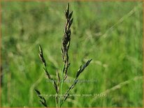 Molinia arundinacea 'Witches Broom'