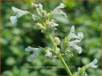 Nepeta racemosa &#39;Schneeweißchen&#39;