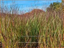 Panicum virgatum 'Apache Rose'