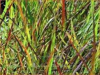 Panicum virgatum &#39;Hot Rod&#39;