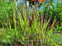 Panicum virgatum &#39;JS Dark Night&#39;