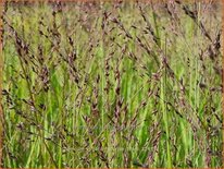 Panicum virgatum &#39;Purple Tears&#39;