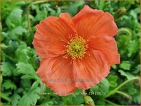 Papaver nudicaule 'Pop-up Rose'