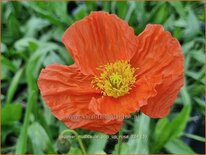 Papaver nudicaule 'Pop-up Rose'