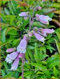 Penstemon hirsutus &#39;Pygmaeus&#39;