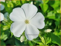 Phlox 'Flame Pro White'