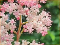 Rodgersia pinnata &#39;Hanna&#39;