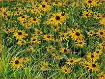 Rudbeckia fulgida 'Goldblitz'