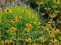 Rudbeckia fulgida 'Goldblitz'