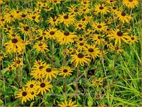 Rudbeckia fulgida 'Goldblitz'