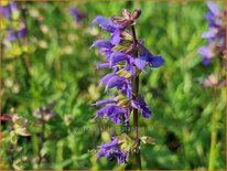 Salvia &#39;Carina&#39;