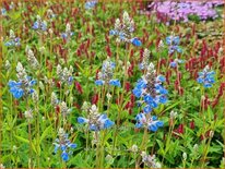 Salvia uliginosa