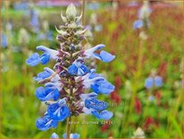 Salvia uliginosa