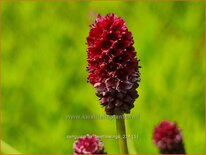 Sanguisorba &#39;Beetlewings&#39;