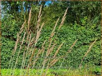 Sorghastrum nutans &#39;JS Winnetou&#39;