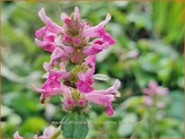 Stachys officinalis &#39;Miss Magenta&#39;