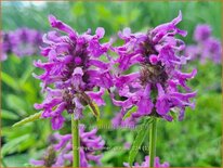 Stachys &#39;Summer Grapes&#39;