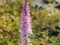 Veronicastrum virginicum &#39;Kleine Erika&#39;