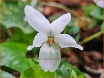 Viola odorata &#39;Royal Wedding&#39;